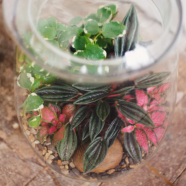 Terrario Cerrado Grande - Imagen 2